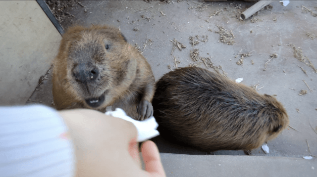 福岡県糟屋郡久山町にある「トリアスふれあい動物園」にいるアメリカビーバーの画像